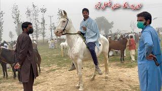 Today Aminpur Bangla Horse Mandi Faisalabad 2024 | Mushka & Nukra Horses