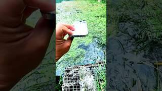 wait for end mini wood toly / wood working art skills /wood#facts #nature #ytshorts #shorts