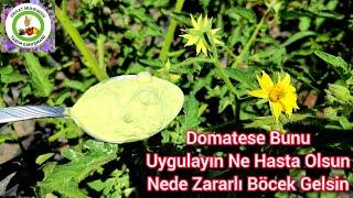 Domatese Bunu Uygulayınca Hasta Olmuyor Zararlı Böcek Gelmiyor Ve %100 Hemen Domates Meyve Veriyor