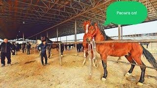 Шуро от бозор! Конный рынок Узбекистана! Horse market 2023!