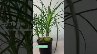 Ponytail Palm Bonsai Tree Houseplant