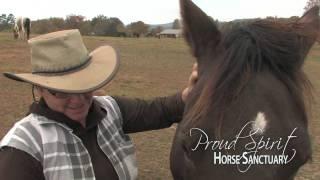 "Horses of Proud Spirit Sanctuary" by Mark & Jackie Barrett