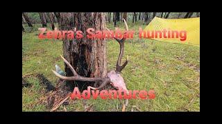 Sambar deer hunting (unbelievable footage of stag Vs dingo)