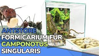 ANTSTORE Formicarium for Camponotus singularis