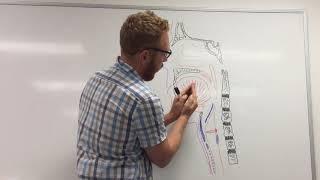 Larynx and Phonation (part 1of 2) - Introduction and Cartilage framework