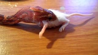 Baby Corn Snake Swallows Live Mice HD