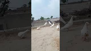 Aliwal pigeon lover channel delete YouTube no it is new channel ️#pigeon#aliwal #kabutars#viral