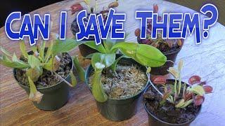 Carnivorous Plant Haul: Walmart & Lowes - Venus Flytrap, Nepenthes, Sarracenia - Death Cube Rescue?