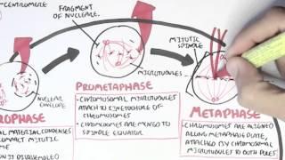 Cell Cycle (Mitosis)