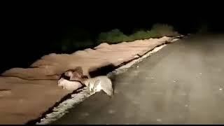 Crocodile walking on the road at Margao Wholesale fish market. Even the dogs get confused