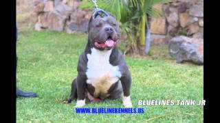 EXTRA LARGE BLUENOSE BULLY BLUELINE KENNELS TANK JUNIOR