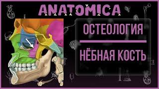 Небная кость анатомия / Кости черепа / Остеология