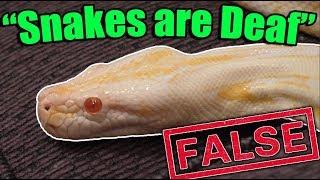 8 MORE Common Reptile Myths DEBUNKED!