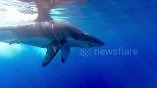 Rare Footage: Great white shark poops off coast of Mexico