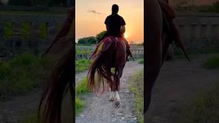Evening horse ride in village