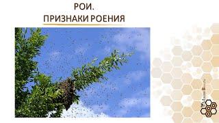 Рои, признаки роения пчёл. Как понять что пчёлы роятся? Отрывок из курса для пчеловодов. Маточники.