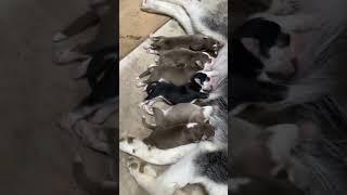 Husky puppies for booking #shorts #ytshorts #trending #viral #dogs #husky #huskypuppy #huskyshorts