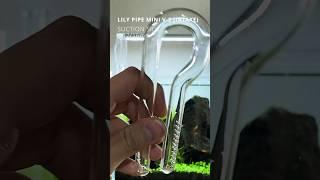 Eheim Filter and ADA Lily Pipes - Aquascape Setup Tutorial #aquascape #canisterfilter