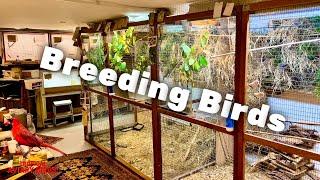 Visit a Bird Breeder | Finches and Softbills | Aviary Birds | Henning Traenk, Denmark