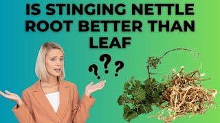 Is Stinging Nettle Root Better Than Leaf?