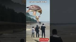AMAZING! GIANT EAGLE CATCHES COBRA IN THE MIDDLE OF THE OCEAN #wildlife #eagles #cobra