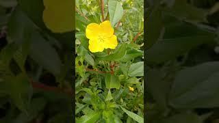 flor amarela #nature#sítio#flowers#chacara#flores#vidanaroça#garden#rafaela Costa