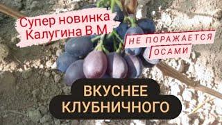 Новинка Калугина В.М. Виноград вкуснее Клубничного - Василек. Беларусь 30 августа 2023.