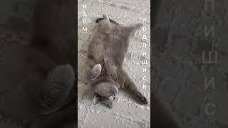Кто это? Машка?! #АдияиЖания #shorts mp4 #cat #animalcat #котики #британка