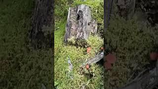 #nature