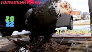 Голубиный рынок в Астрахани! / Pigeon market in Astrakhan! 13.03.22г