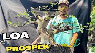 Cek Harga Bonsai jumbo2 Di Pak Chamim