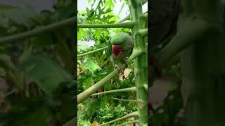 Mama ️ #parrot #nonstoptalkingparrot #talkingparot #funny #cute #birds #cutebird #cuteparrot #mit