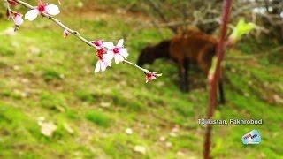 Тоҷикистон -  Фахробод ( Tajikistan, Fakhrobod )