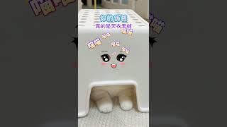 猫猫的伪装，天衣无缝 #cat #萌寵 #funny #可愛 #cute #寵物 #寵物生活 #pets #animals #可愛動物