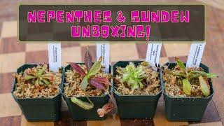 Nepenthes & Sundew Unboxing From Predatory Plants: Carnivorous Plant Haul, Pitcher Plants & Drosera!