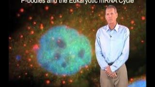 Roy Parker (U. Colorado Boulder/HHMI) Part 2: P-bodies and the mRNA Cycle