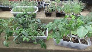 The Acclimation or 'Hardening-off' Process for Vegetable Seed Starts: The Indoor/Outdoor Method