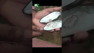 মুক্তা চাষে বদলে যেতে পারে গোপালগঞ্জের অর্থনীতির চিত্র | NTV News