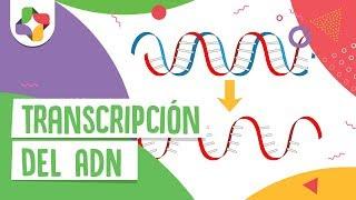 Transcripción del ADN - Educatina