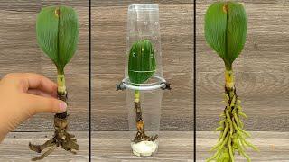 Unbelievable! Wilted orchid leaves suddenly sprout roots and bloom continuously thanks to this