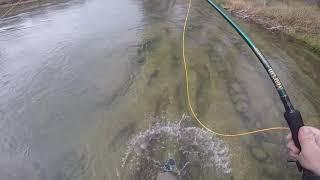 Fly fishing for trout on the lower Guadalupe river (new braunfels, TX)