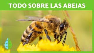 Las ABEJAS  (Ciclo de VIDA, Cómo hacen MIEL e IMPORTANCIA)