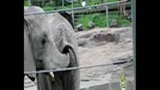 Arschgeiler Elefant