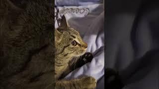 #cat Pushok