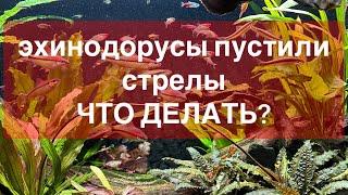 Эхинодорусы пустили усы. Что делать?