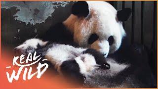 The Land Of The Pandas (Panda Documentary) | Real Wild