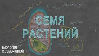 Строение семени