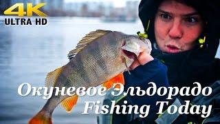 Окунёвое эльдорадо на Москве Реке - Fishing Today