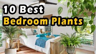 10 Best Bedroom Plants for Oxygen, Air Quality & Better Sleep