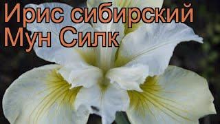 Ирис сибирский Мун Силк (iris sibirica)  ирис Мун Силк обзор: как сажать рассада ириса Мун Силк